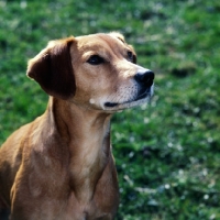 Picture of smooth coated lurcher portrait