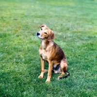 Picture of smooth coated lurcher sitting on grass