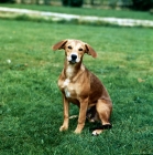 Picture of smooth coated lurcher