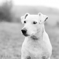 Picture of smooth coated terrier