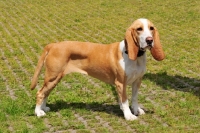 Picture of Spanish Hound (aka Sabueso Espanol)