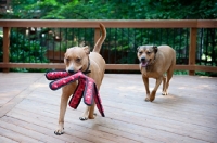 Picture of staffordshire terrier mix littermates playing chase with red toy