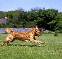 Picture of standerwick franklin, working type golden retriever galloping  on grass