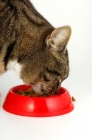 Picture of tabby and white cat eating from red bowl