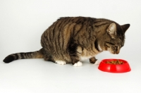 Picture of tabby and white cat looking at red bowl