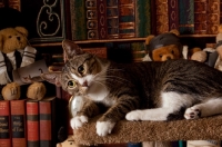 Picture of tabby and white cat lying down in front of book shelves