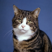 Picture of tabby and white cat portrait