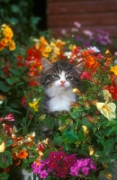 Picture of tabby and white kitten amongst flowers