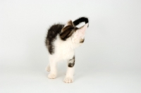 Picture of tabby and white kitten looking at its tail