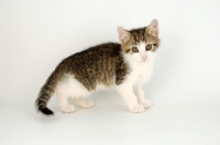 Picture of tabby and white kitten side view