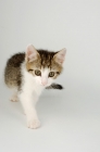 Picture of tabby and white kitten walking