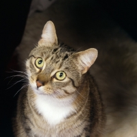 Picture of tabby and white pet cat looking up at camera