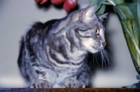 Picture of tabby cat crouching