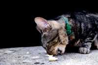 Picture of tabby cat eating food