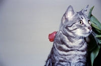 Picture of tabby cat looking alert