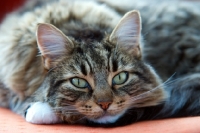 Picture of tabby cat looking at camera