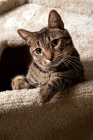 Picture of tabby cat looking down from a cat tree