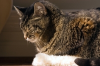 Picture of tabby cat lying down with eyes closed