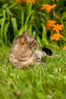 Picture of tabby cat lying on garden