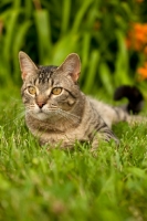 Picture of tabby cat on grass