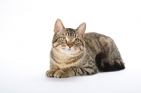 Picture of tabby cat on white background