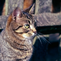 Picture of tabby cat portrait