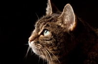 Picture of Tabby cat portrait