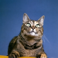 Picture of tabby cat portrait