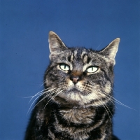 Picture of tabby cat portrait