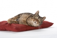 Picture of tabby cat resting on pillow