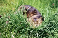 Picture of tabby cat spying