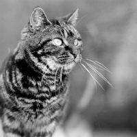 Picture of tabby cat watching intently