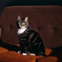 Picture of tabby cat with white bib and paws