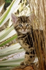 Picture of tabby kitten behind greenery