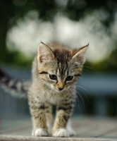 Picture of tabby kitten, front view