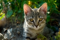 Picture of tabby kitten looking at camera