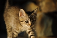 Picture of tabby kitten