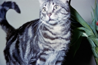 Picture of tabby shorthair cat indoors