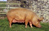 Picture of tamworth pig near fence at  heal farm