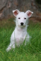 Picture of Terrier crossbreed in grass