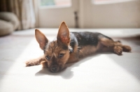 Picture of terrier mix lying in sunny spot