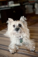 Picture of terrier mix sitting