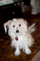 Picture of terrier mix sitting