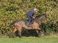 Picture of Thoroughbred being ridden