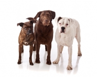 Picture of three dogs in studio