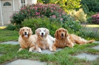 Picture of three Golden Retrievers in garden