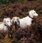 Picture of three salukis  in heather, geldara burydown yanina, geldara amrita, geldara oberon