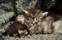 Picture of Three Scottish Fold kittens curled up sleeping. 