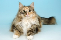 Picture of tortie and white norwegian forest cat, front view