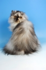 Picture of tortie shaded cameo persian cat, back view